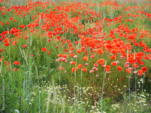 poppy field