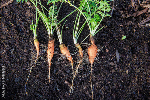 Freshly picked small carrots laying on dark soil