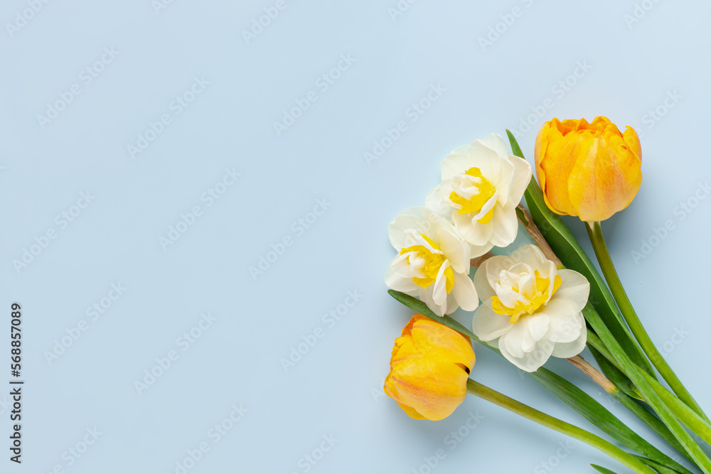 Daffodil flowers on  blue background. Concept of St. David's Day. World Daffodil Day. - obrazy, fototapety, plakaty 