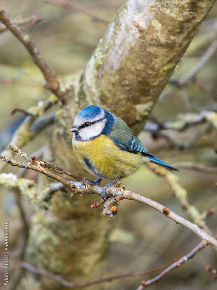 Blue Tit Perched on a Twig