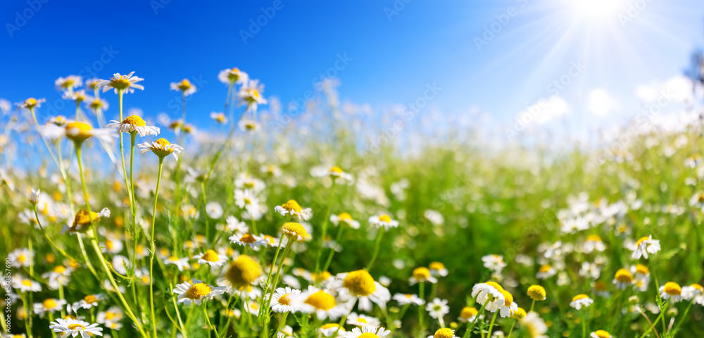 Meadow with blooming daisies in natural park in summer sunshine.