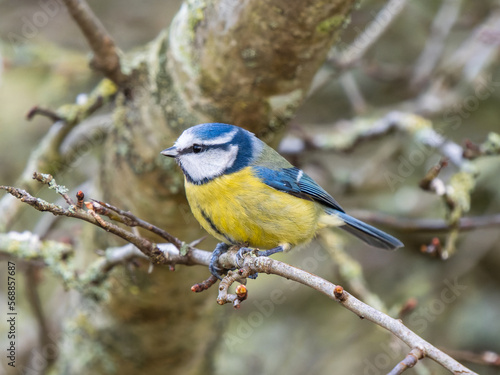 Blue Tit Perched on a Twig