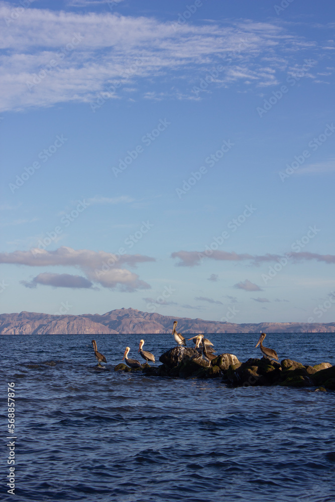 Pelicans standing on rocks at the beach