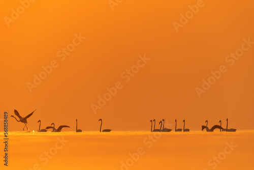 Silhouette of Greater Flamingos lining up and takeoff at Asker coast during sunrise  Bahrain