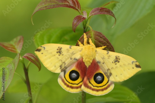 Male io moth (automeris io) on dogwood 