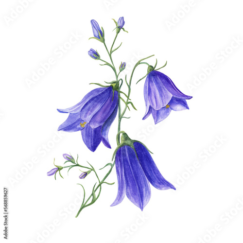 Watercolor illustration of wild flowers campanula isolated on white background. Perfect for template, wallpaper, print, textile, banner design, postcards, poster, decoration