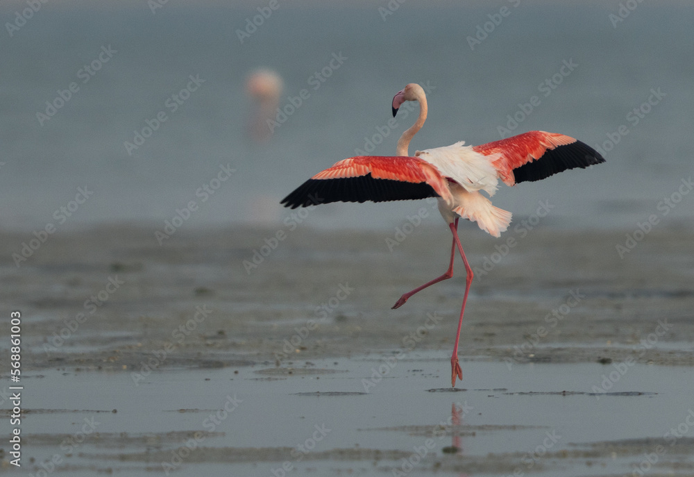 Obraz premium Greater Flamingo landing at Eker creek in the morning, Bahrain