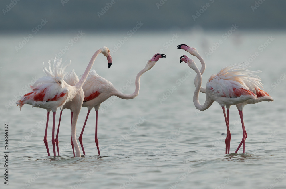Greater Flamingos territory dispute while feeding at Eker creek, Bahrain Greater Flamingos territory dispute while feeding at Eker creek, Bahrain