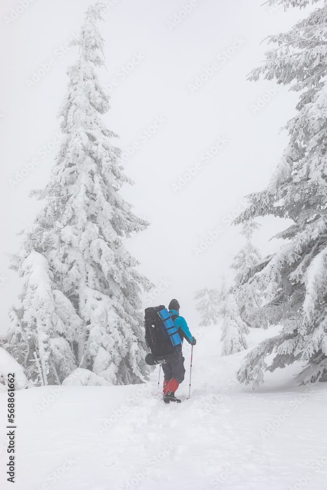 A man with a backpack walks along a path between coniferous trees