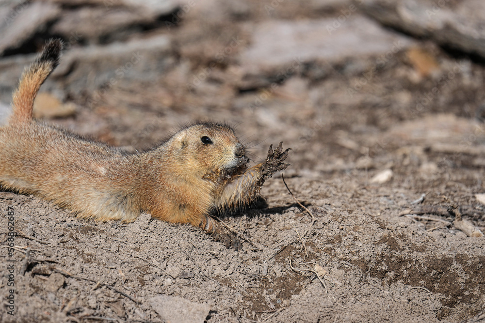 Obraz premium Prairie Dog - Hi