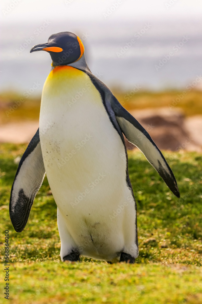 Fototapeta premium Volunteer Point, Falkland Islands, UK