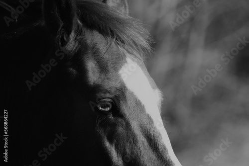Light eye of horse closeup on face with blurred background in black and white on farm.