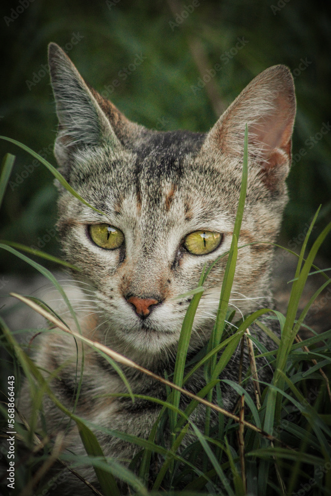 Obraz premium cat on grass
