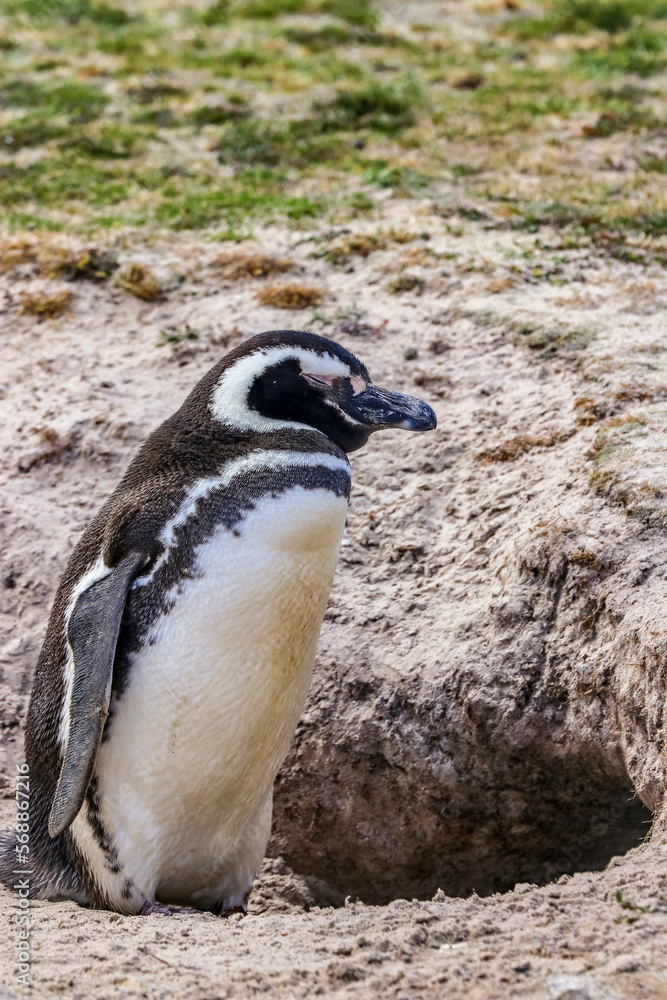 Fototapeta premium Volunteer Point, Falkland Islands, UK