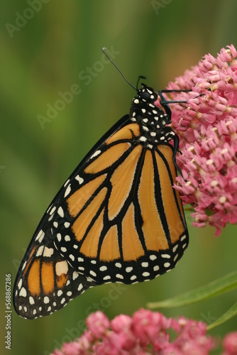 monarch butterfly (Danaus plexippus) on a swamp milkweed flower (asclepias incarnata) © Papilio
