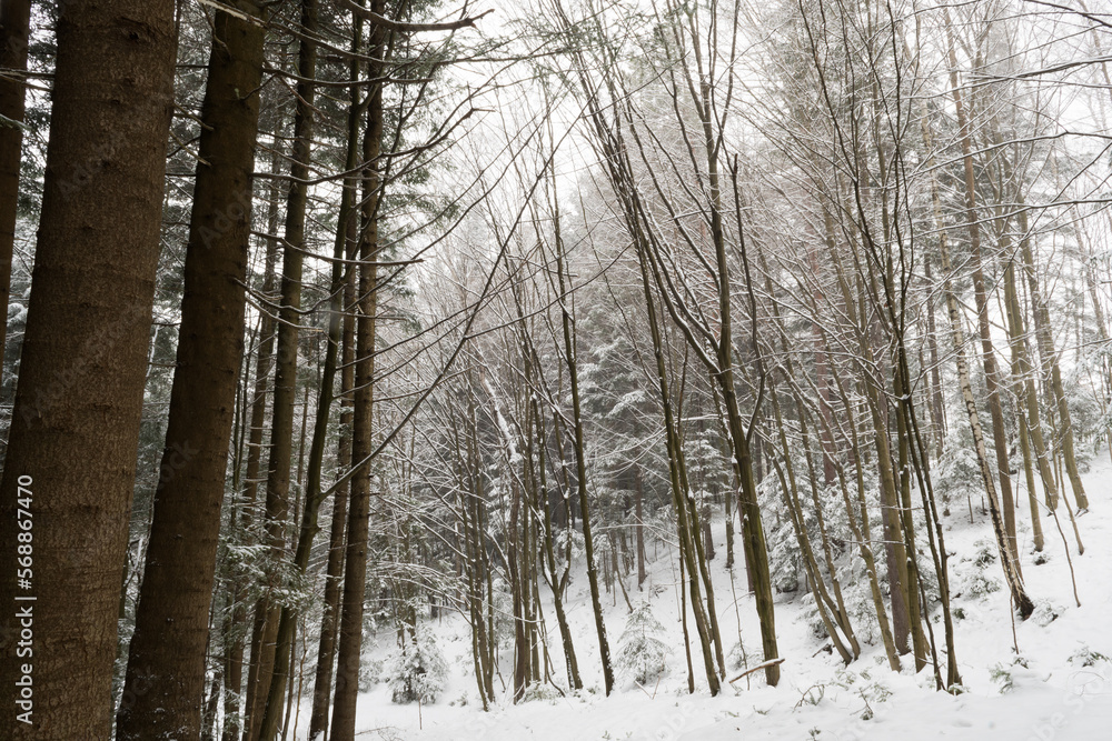 snowstorm in winter, forest and trees covered with snow, falling snowflakes snowstorm in winter, forest and trees covered with snow, falling snowflakes