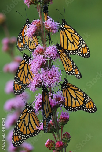 Monarch butterflies (Danaus plexippus) on meadow blazing star flowers liatris 