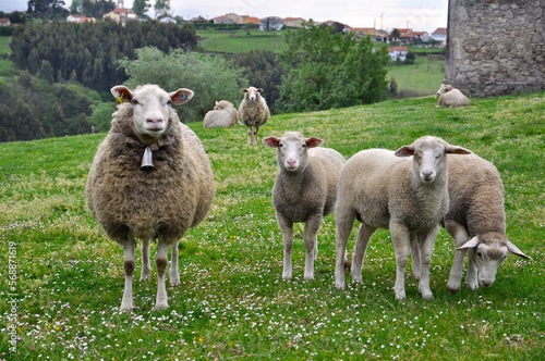 Flock of sheep in a green field in San Martín de Laspra (Castrillón, Asturias, Spain)