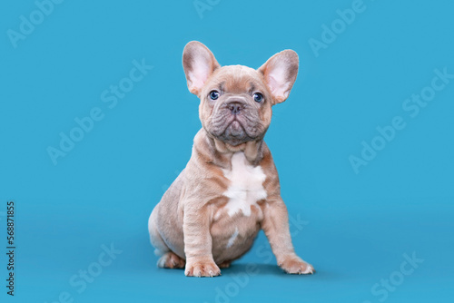 Red fawn French Bulldog dog puppy sitting on blue background