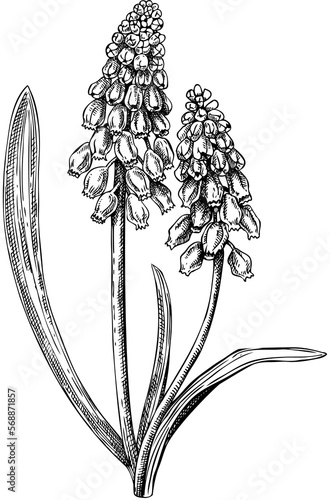 Spring muscari flower composition. Hand-drawn botanical design with wildflowers. Grape hyacinth floral drawings. Floral illustration on white background