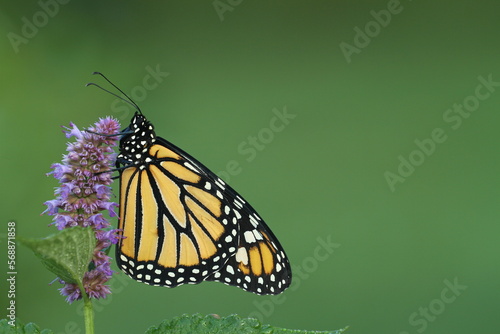 Monarch butterfly (Danaus plexippus) on anise hyssop