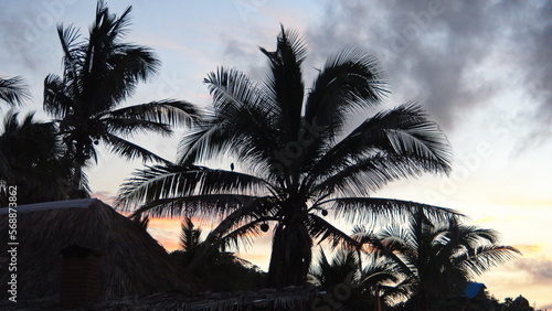 Palm trees in silhouette at sunset  in Zipolite  Mexico