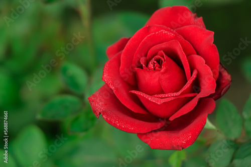 Closeup red rose as a background