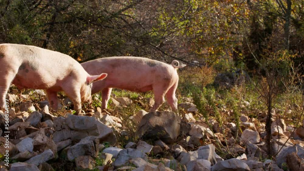 pigs graze in the field eating and playing pigs graze in the field eating and playing