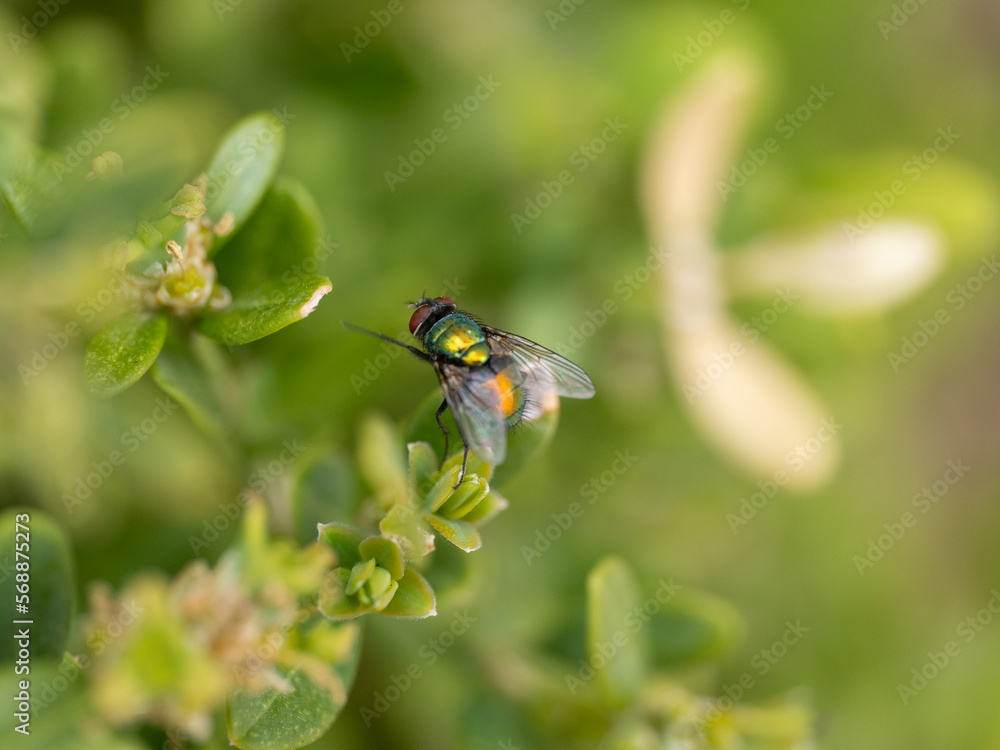 fly on a flower fly on a flower