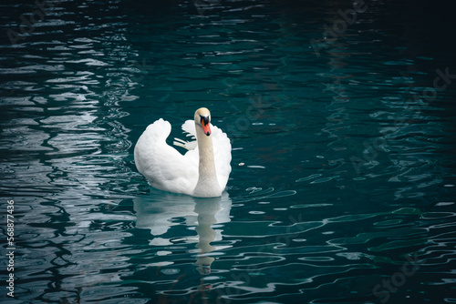 A white swan is floating on the lake