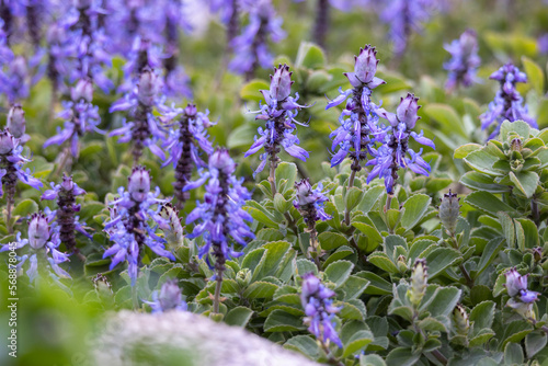 Plectranthus caninus