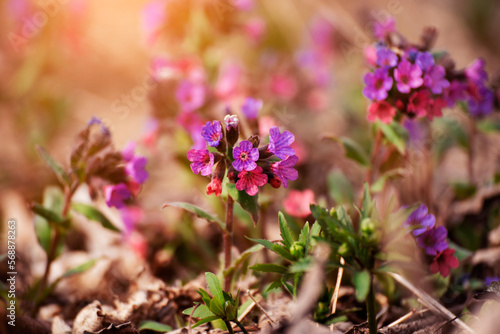 Blooming Pulmonaria spring flowers closeup view