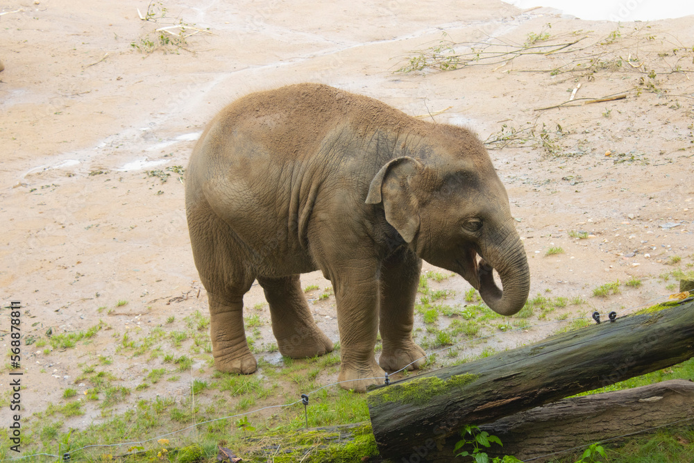 Fototapeta premium Piccolo elefante che mangia allo zoo di Praga