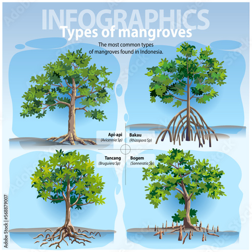 Vector illustration, infographic the most common types of mangrove found in Indonesia