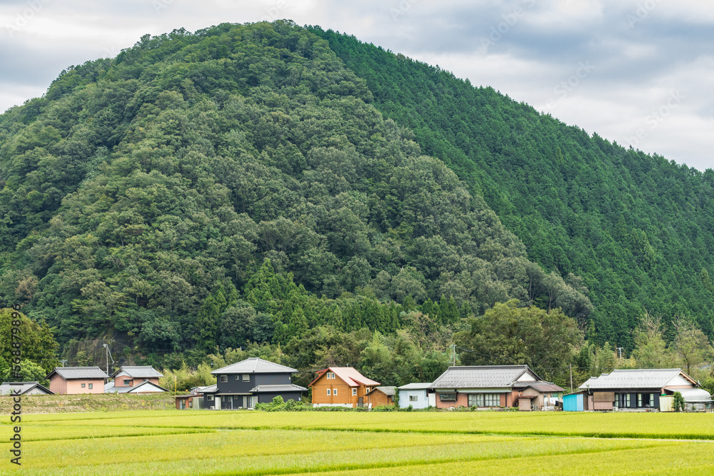 Japanese paddy field in rural area. rural japanese village Among the mountains and rice fields with a bright atmosphere. Japanese paddy field in rural area. rural japanese village Among the mountains and rice fields with a bright atmosphere.
