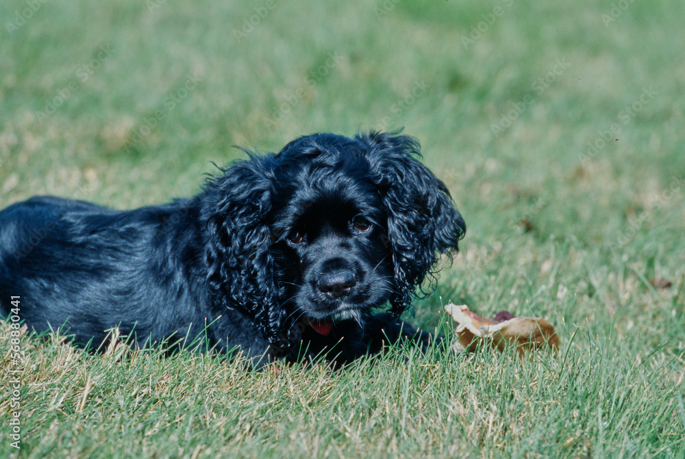 American Cocker Spaniel puppy outside laying in grass in yard with pig's ear chewy American Cocker Spaniel puppy outside laying in grass in yard with pig's ear chewy