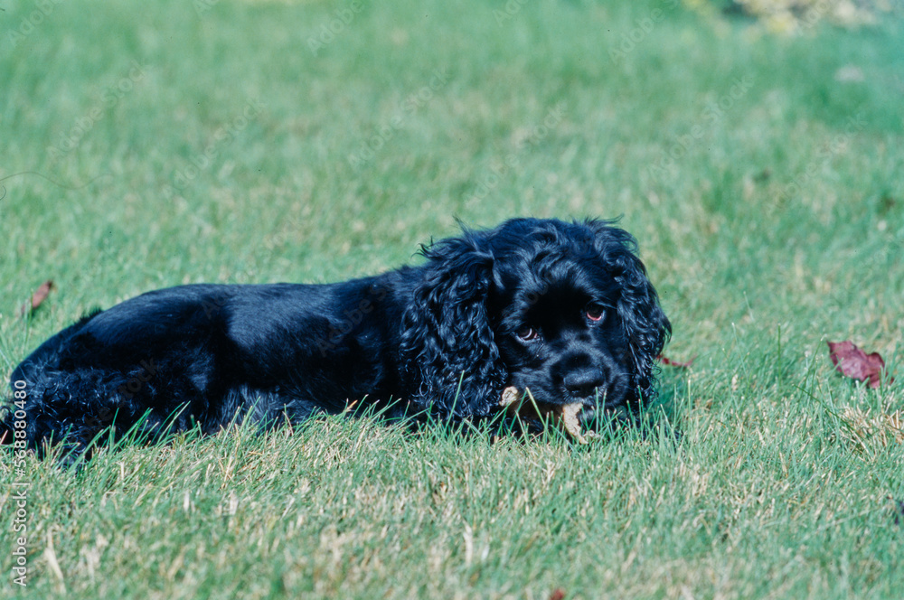 American Cocker Spaniel puppy outside laying in yard chewing on treat American Cocker Spaniel puppy outside laying in yard chewing on treat