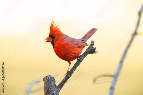 A male Northern Cardinal (Cardinalis cardinalis) perching on a tree with light background.