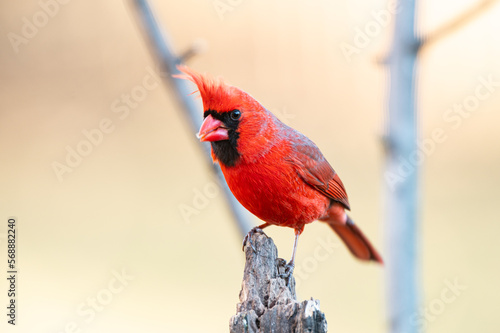 A male Northern Cardinal (Cardinalis cardinalis) perching on a tree with light background.