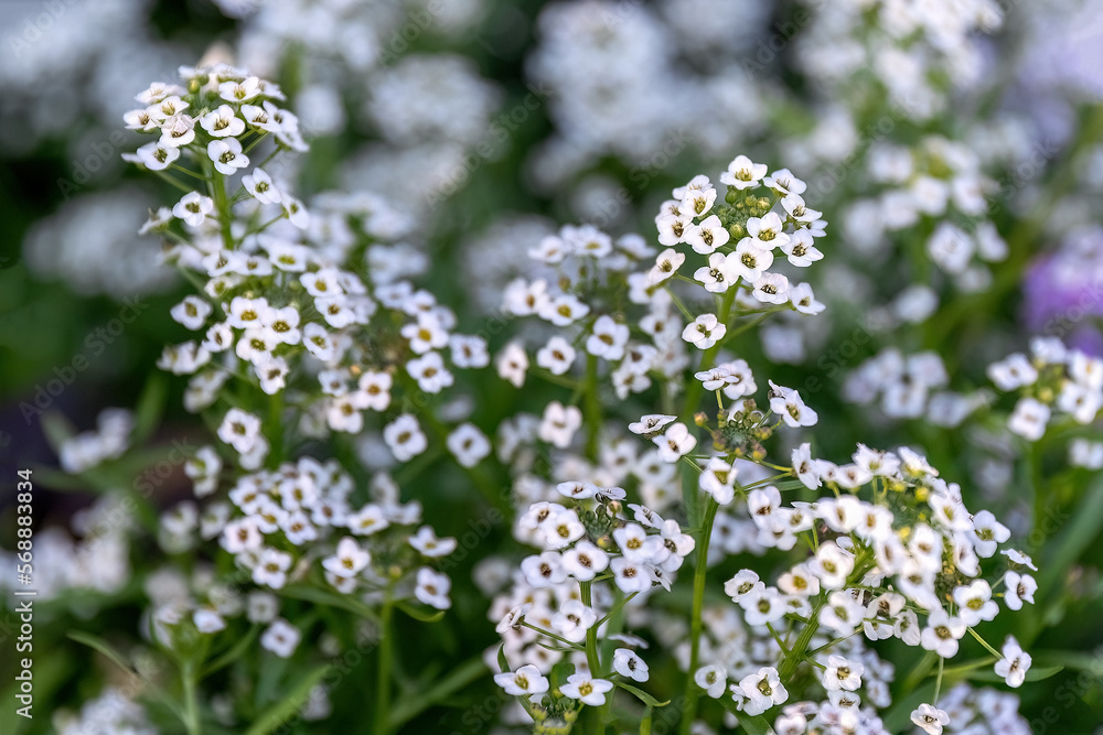 Alyssum white purple small flowers in the garden design. Alyssum white purple small flowers in the garden design.