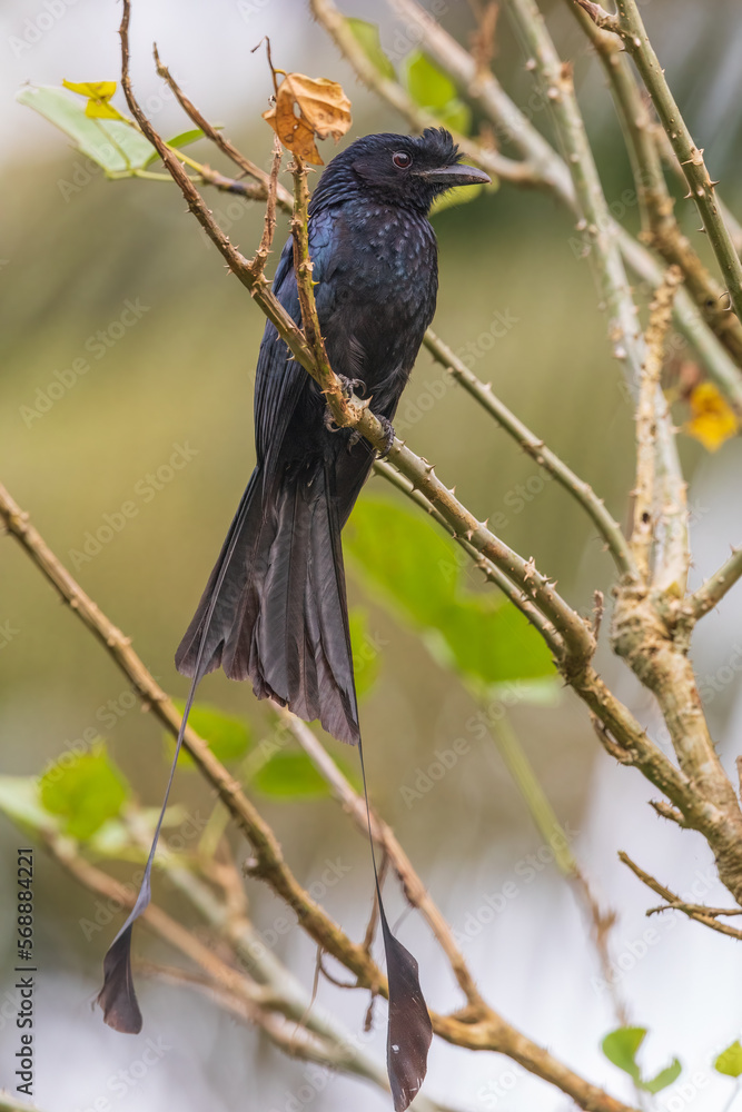 Fototapeta premium Greater racket-tailed drongo (Dicrurus paradiseus) at Munnar, Kerala, India.