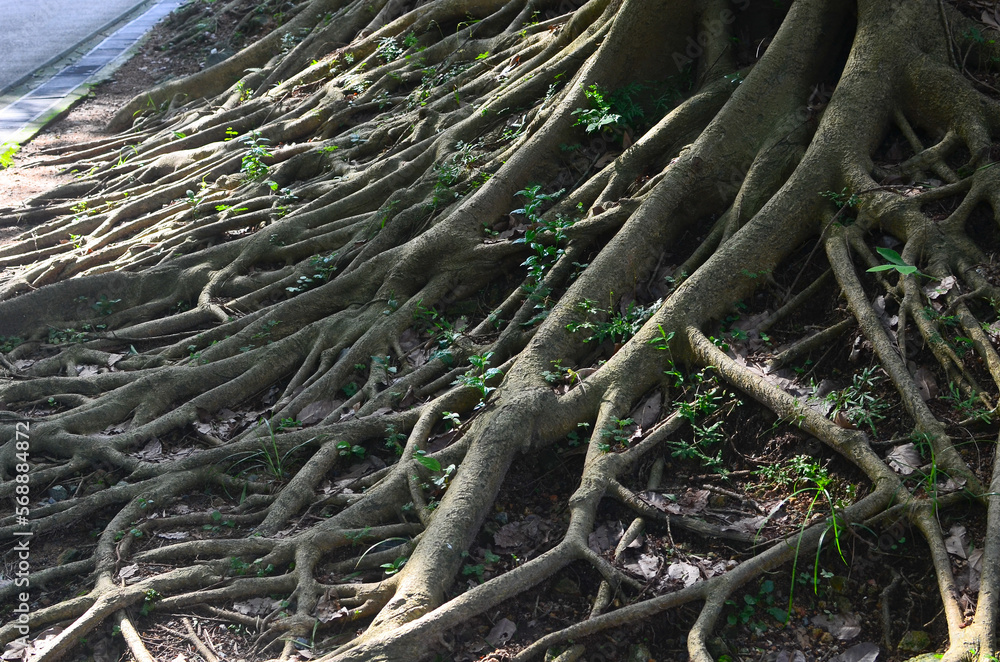 big old tree roots, the nature concept big old tree roots, the nature concept