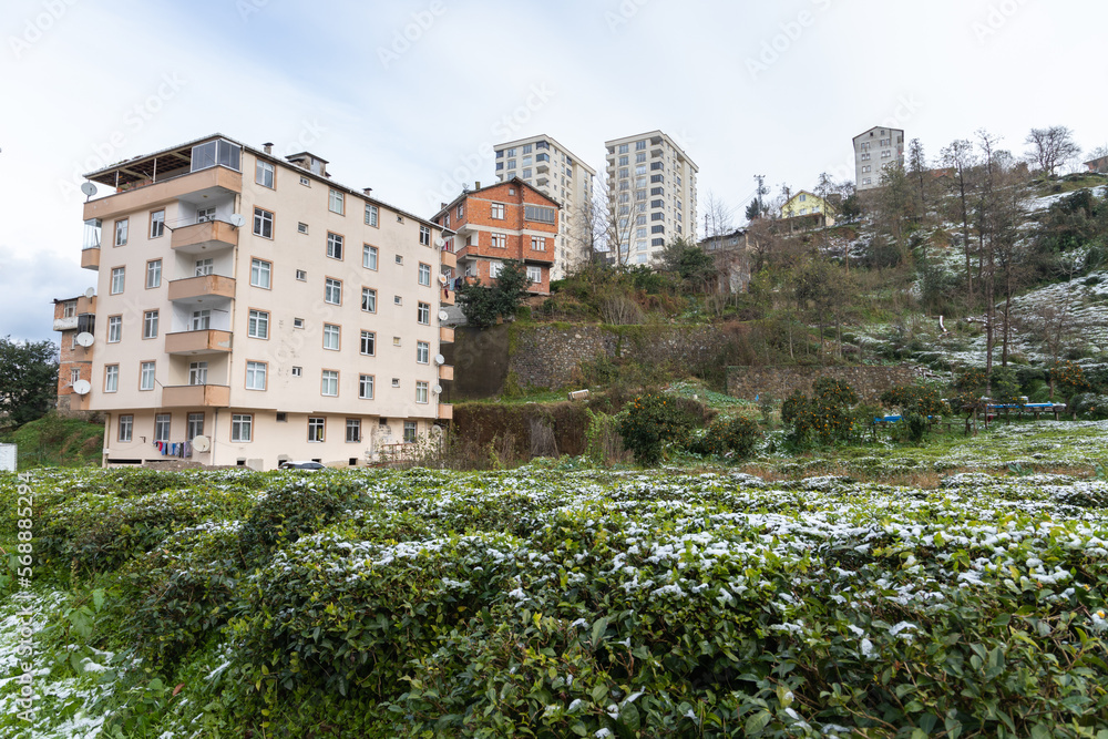 Trabzon, Turkey. Residential houses and tea plantations on a daytime