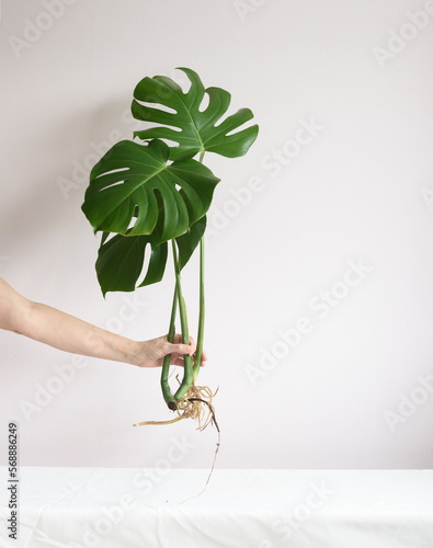 Planta de monstera deliciosa con las raíces al aire y preparada para enmacetar sostenida por una mano.  photo