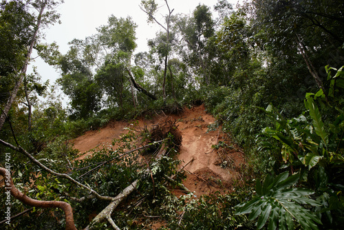 Traffic jam on a mountain road. Fallen tree tree blocking the road. Consequences of a hurricane and a skid.