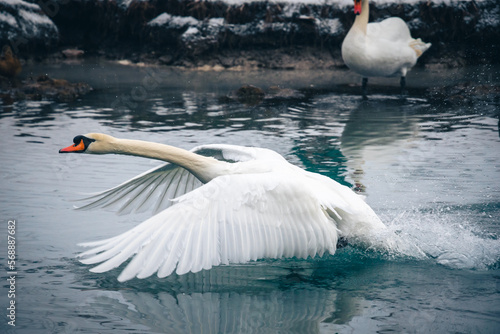 The swan takes off from the lake