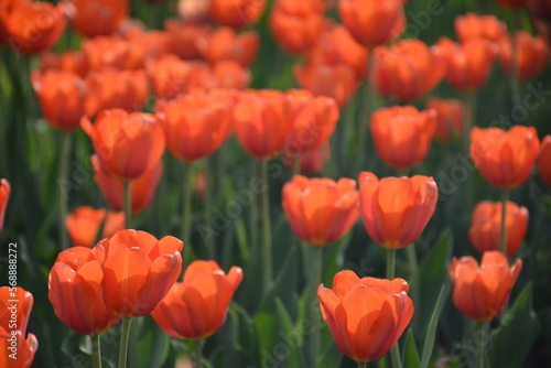 field of tulips © Danhua