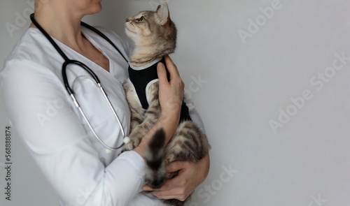 Spayed cat in postoperative bandage. Veterinarian doctor with stethoscope holding pet after cavitary operation, castration,sterilization. Animal looking at veterinary surgeon on gray background banner