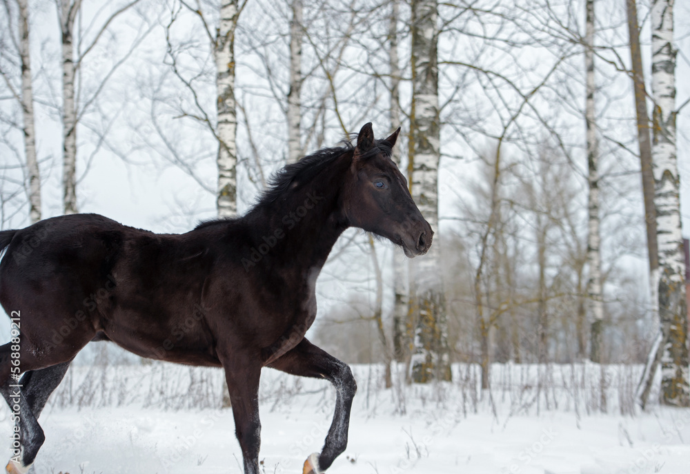 black beautiful colt 6 month old running at snowy field. cloudy winter day black beautiful colt 6 month old running at snowy field. cloudy winter day