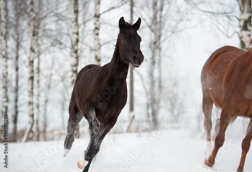 black beautiful colt 6 month old running speedly at snowy field. close up. cloudy winter day